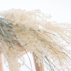 miscanthus_séché