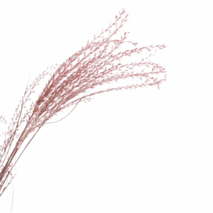 miscanthus_séché_rouge_vermillon
