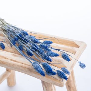 phalaris-colore-bleu-marine