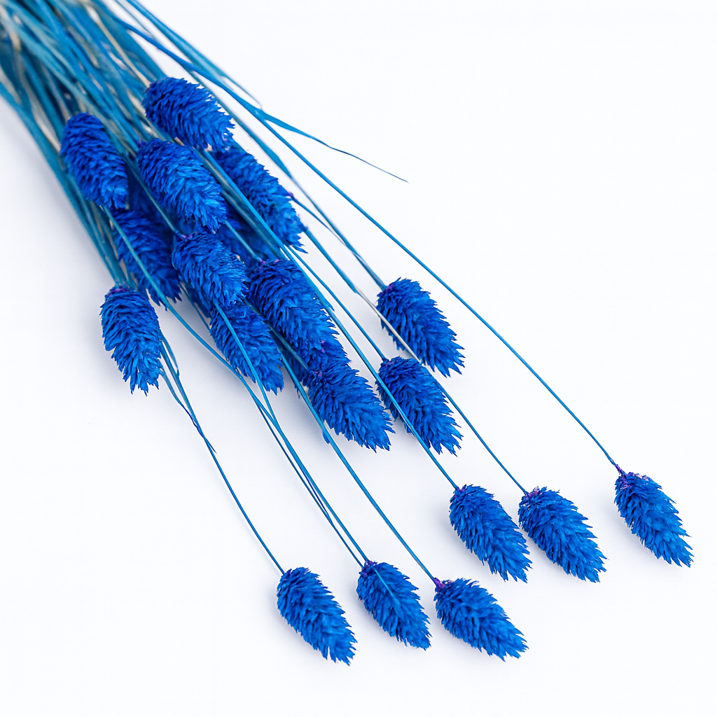 phalaris_bleu électrique phalaris_bleu électrique