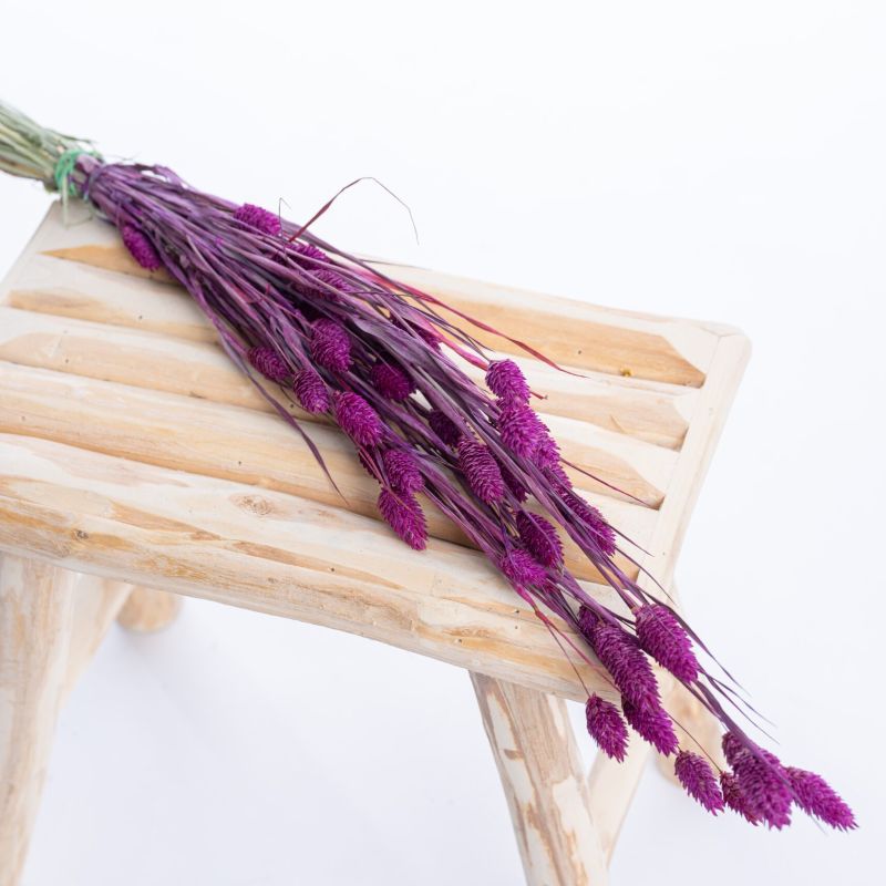 phalaris_lilas phalaris_lilas