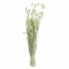 phalaris_naturel