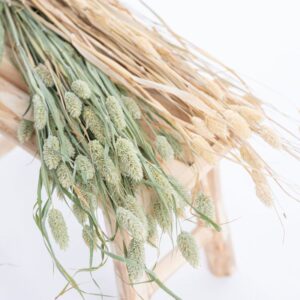 phalaris_naturel_blanchi