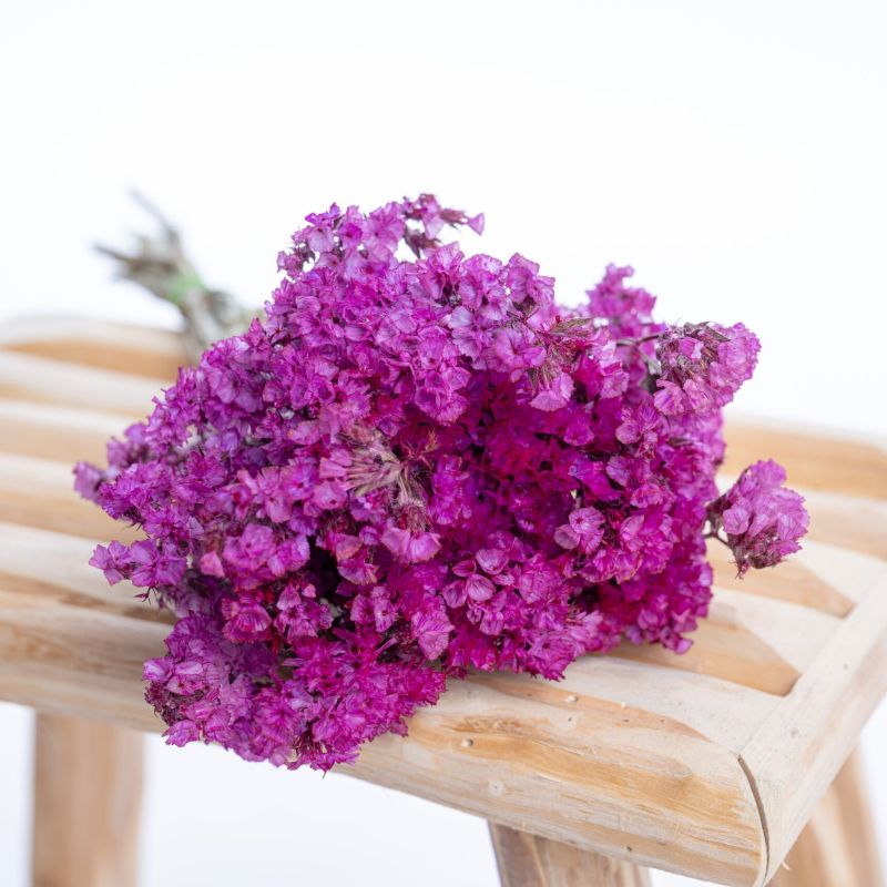 statice-lilas statice-lilas