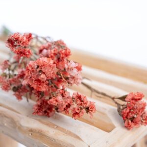 statice-rouge-vermillon