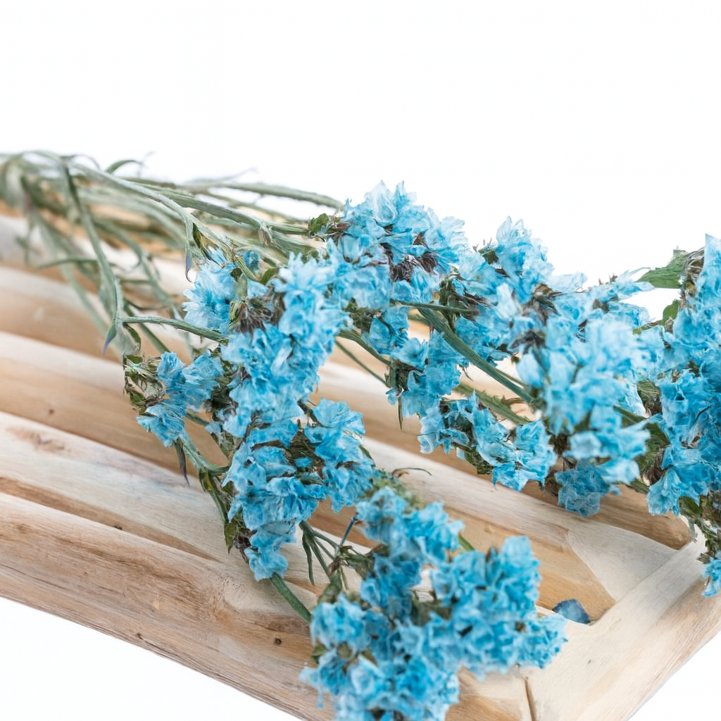 statice_bleu_ciel statice_bleu_ciel