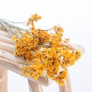 statice_jaune_moutarde