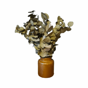 Eucalyptus_Tiges 20_30cm