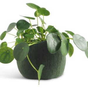Laine_Boule_vert_sapin_L_plante