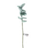 branche_eucalyptus_laine_bleuté