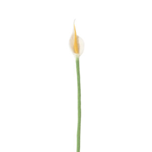 anthurium_laine_décoration_mariage_élégant_blanc
